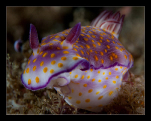 Risbecia pulchella by Charles Wright 
